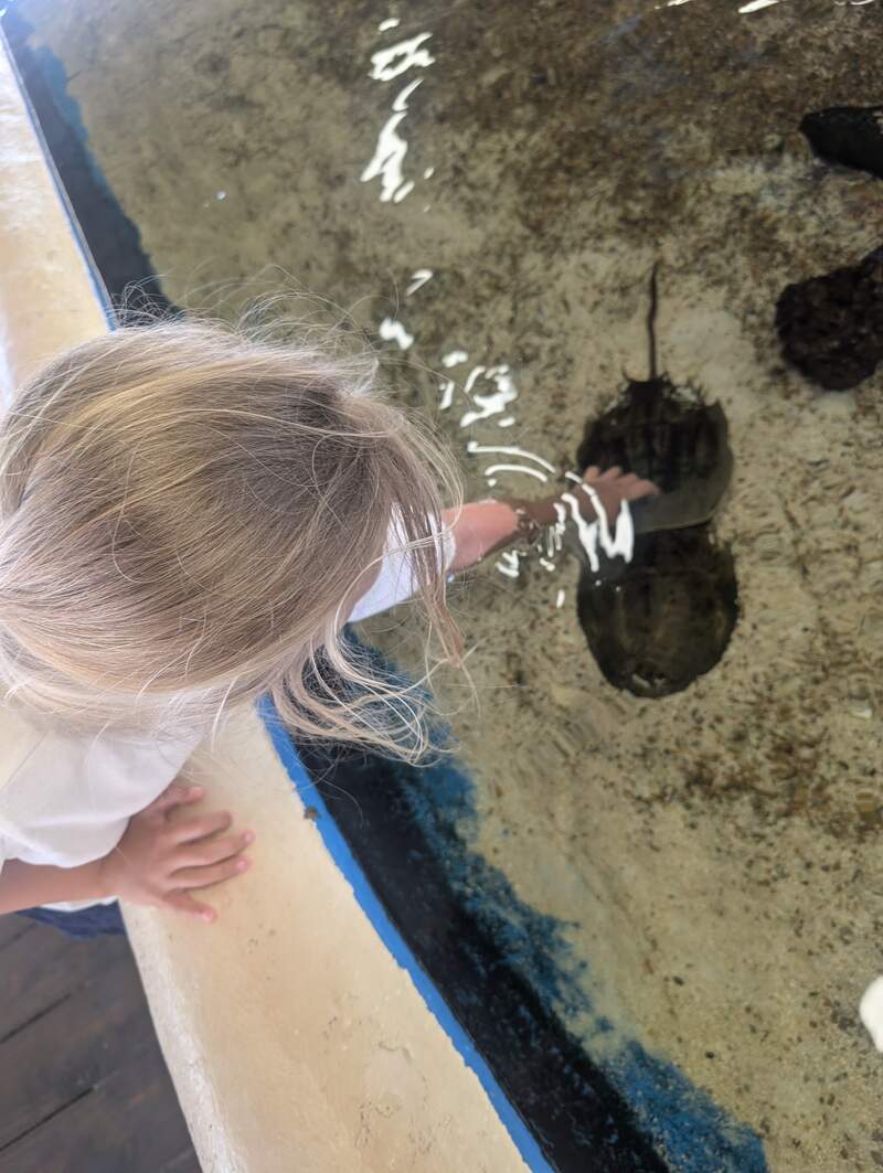 Eve touching the horseshoe crabs