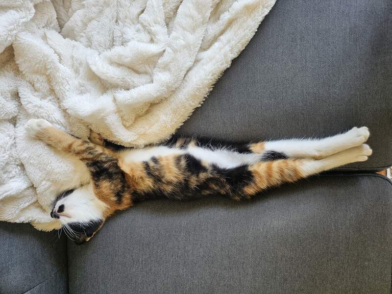 Sweetie Taking a cat name all streached out on the couch