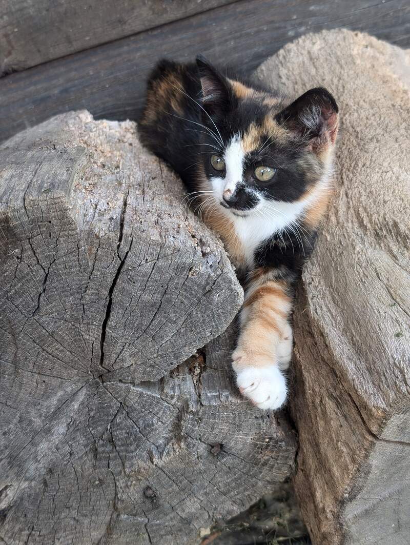 Sweetie Keeping Watch on the Farm