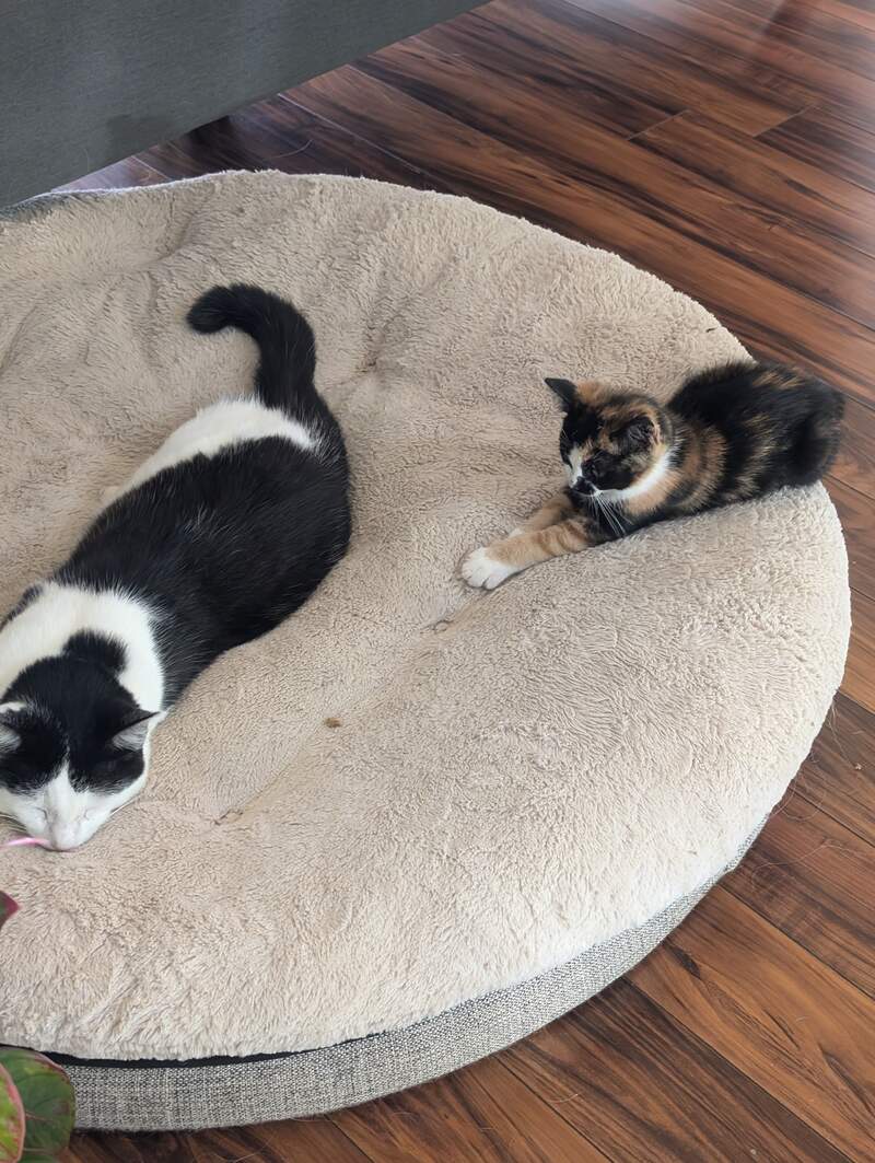 Sneaking up an Annabelle